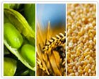Commodities Agricultural Products