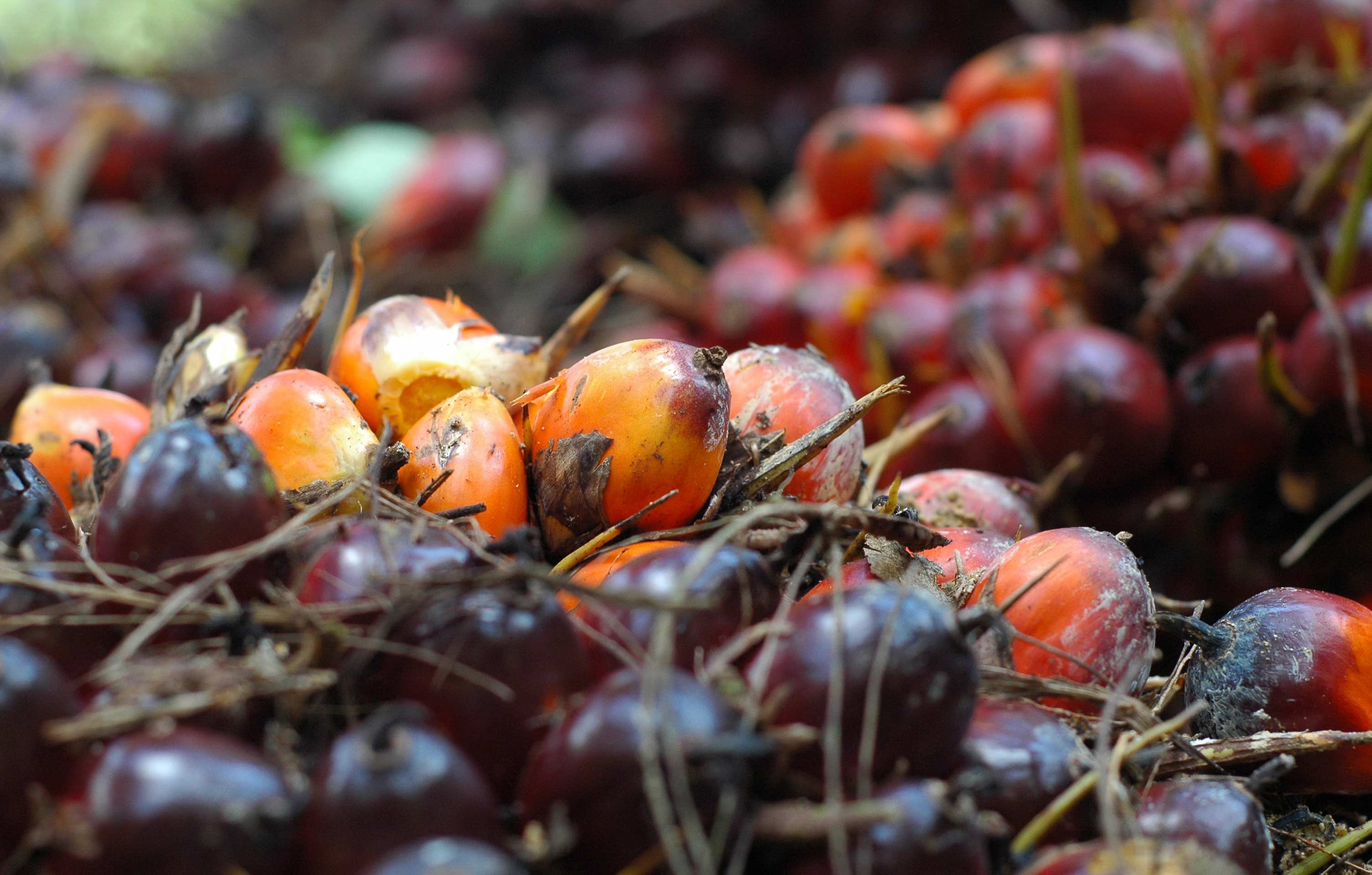 Understanding the South Asia Crude Palm Oil (Fastmarkets) vs. USD Malaysian Crude Palm Oil Futures Spread