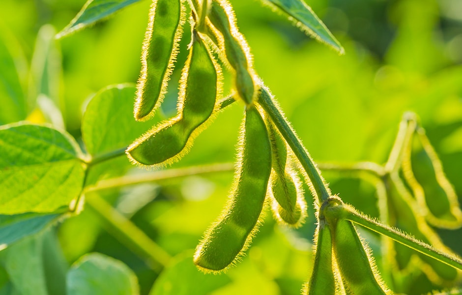 进口大豆何时恢复？牵动豆市敏感神经