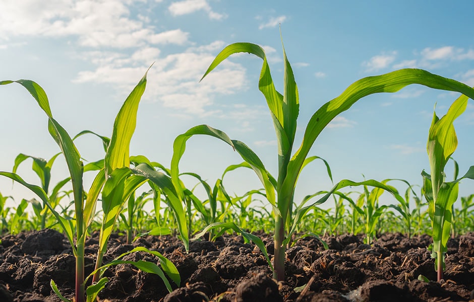 大豆市场在期待什么？