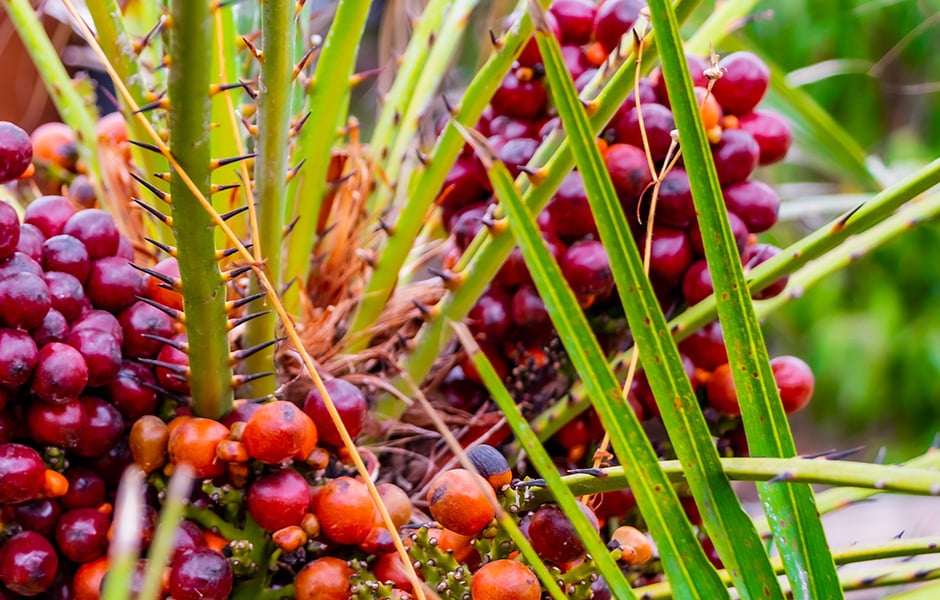 冲高回落背后：谁在主宰棕榈油？