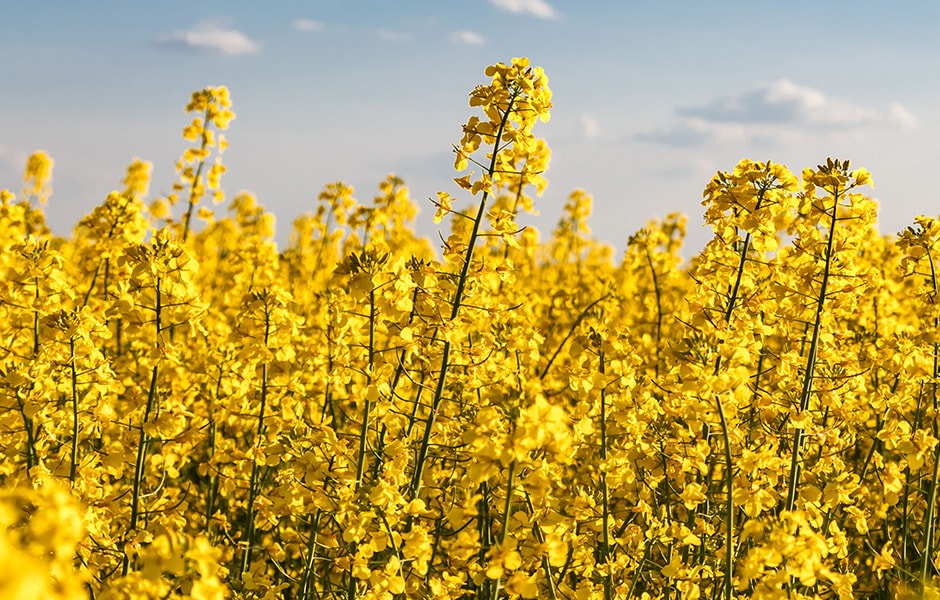 how-does-the-european-rapeseed-oil-rso-futures-market-work-940x600