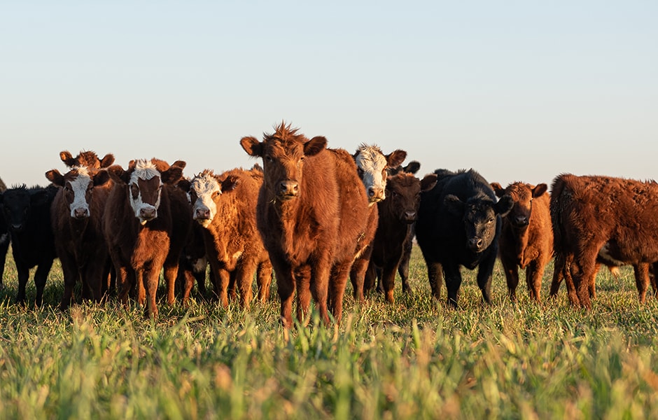 An Introduction to 90% and 50% Lean Beef Trim Futures and Options