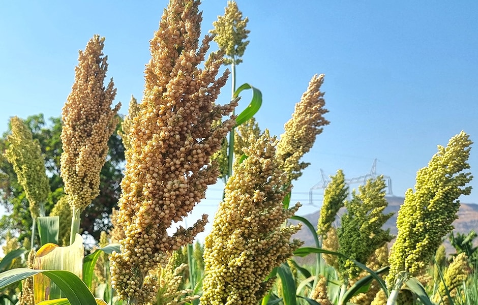 A Grain by Many Names: Getting to Know Sorghum