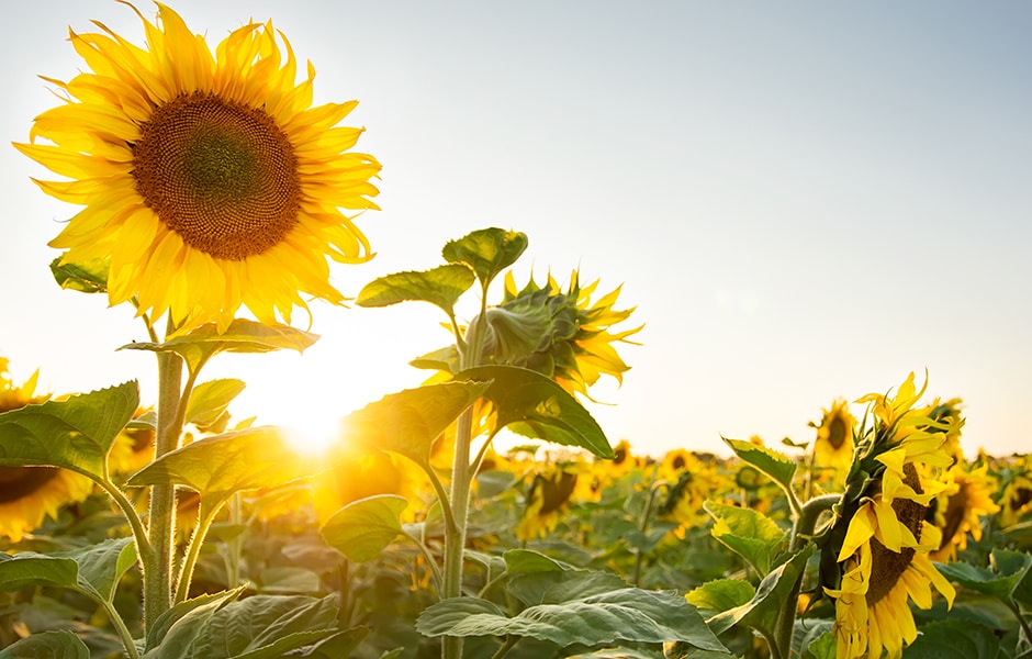 Managing Black Sea Sunflower Oil Price Risk CME Group