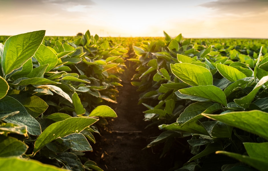 Agricultural options