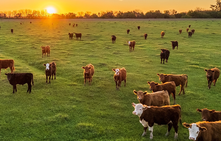 January 2024 Agricultural Options Review CME Group