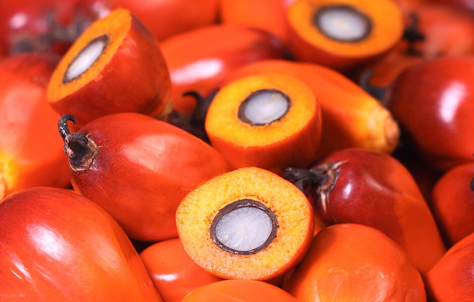 Palm Oil Monthly Update January 2024 CME Group