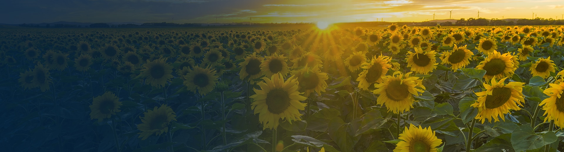 FAQ Black Sea Sunflower Oil futures