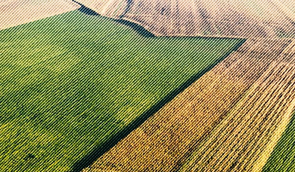 What the Bean/Corn Ratio Says About This Year’s Planting Season