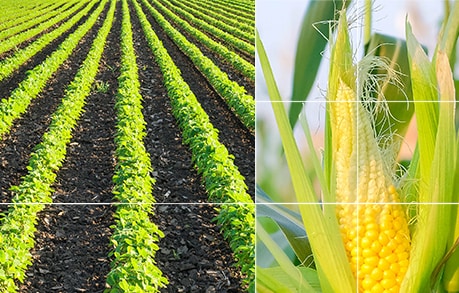 July 2019 Ags Update