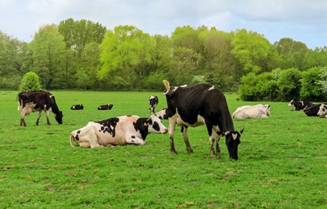 Fluid Milk: A Better Hedge