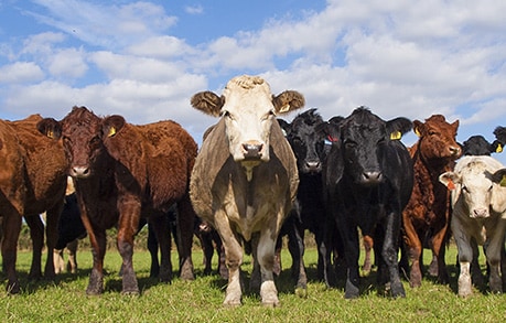 option trading on cattle