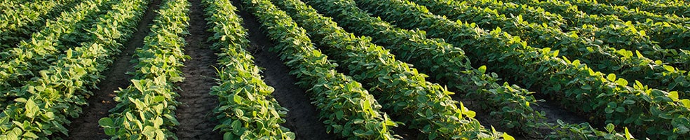 Short-Dated New Crop Options